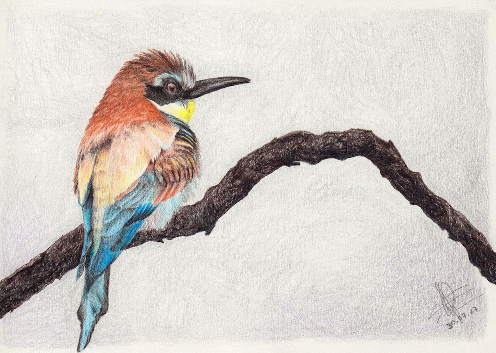 Pencil Drawing: European Bee-Eater