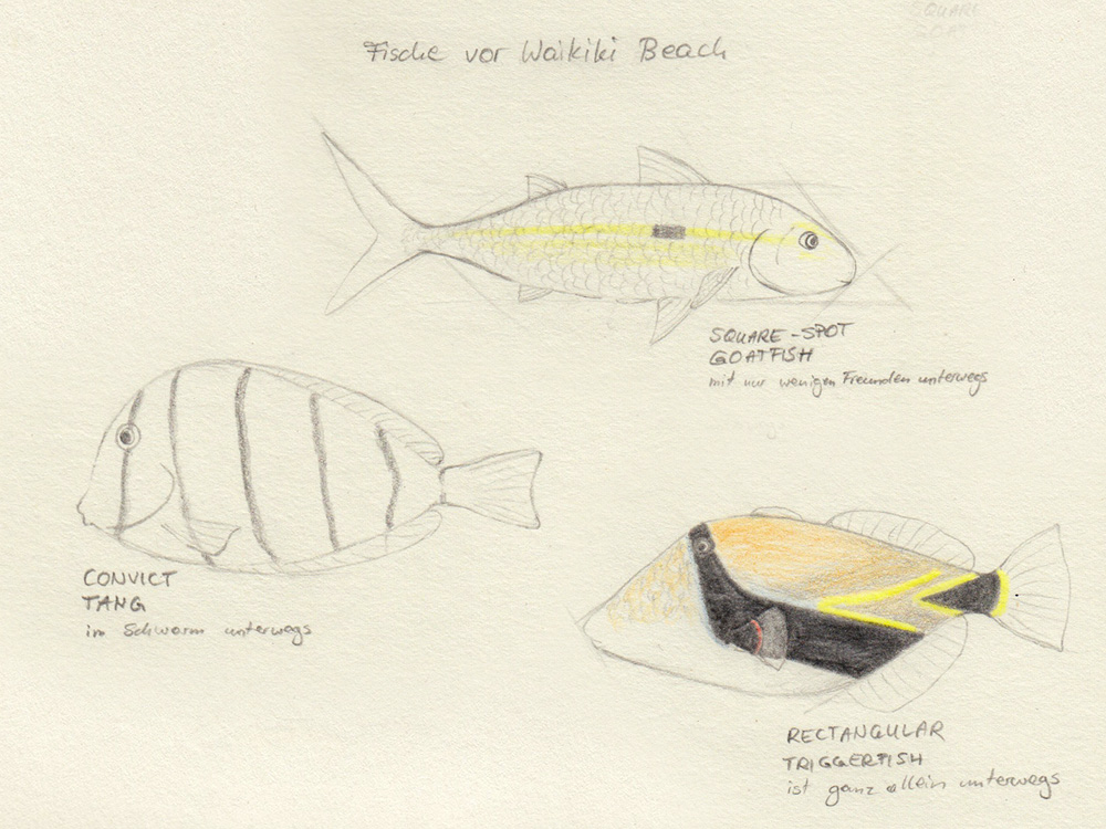 Sketchbook Ideas: Fish