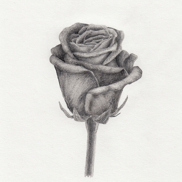 Zeichnung mit Bleistift: Rose
