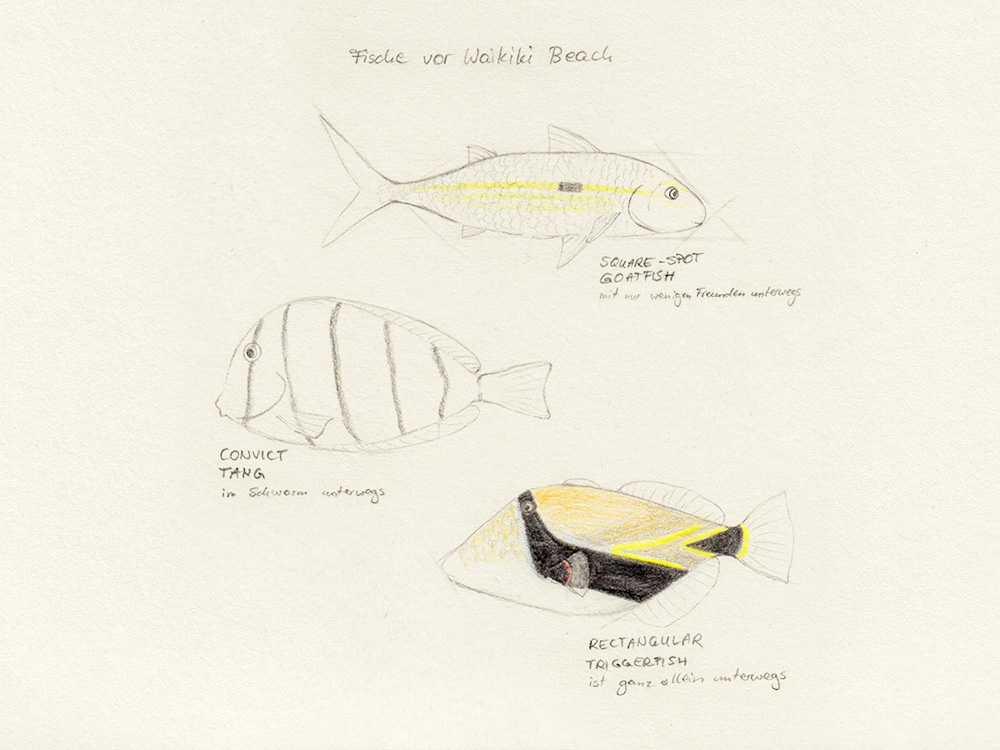 Zeichnung mit Bleistift: Fische