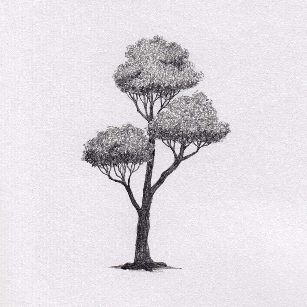 Zeichnung mit Bleistift: Baum
