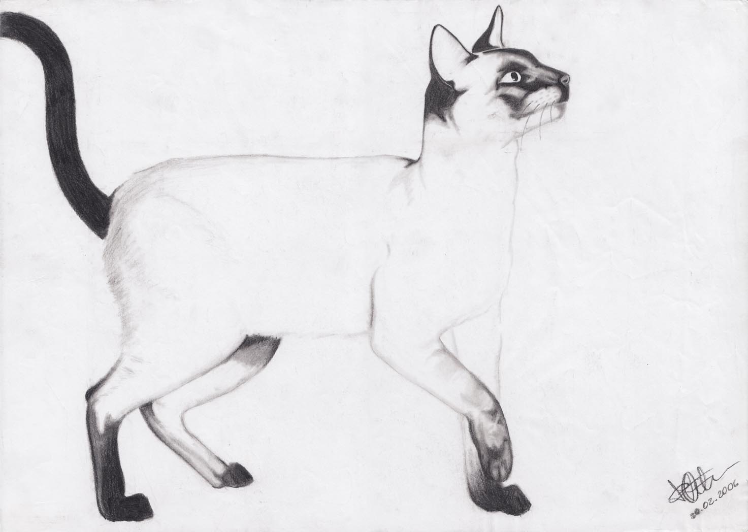 Zeichnung mit Bleistift: Katzen