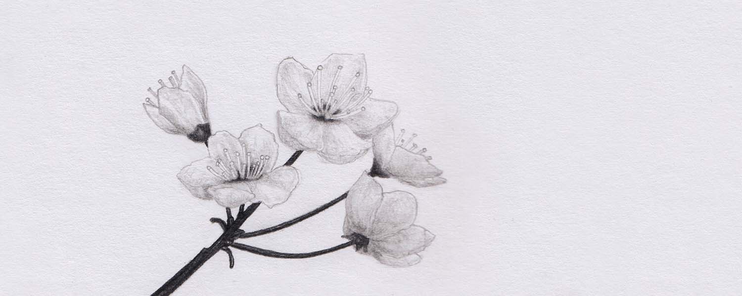 Kirschblüten zeichnen mit Bleistift