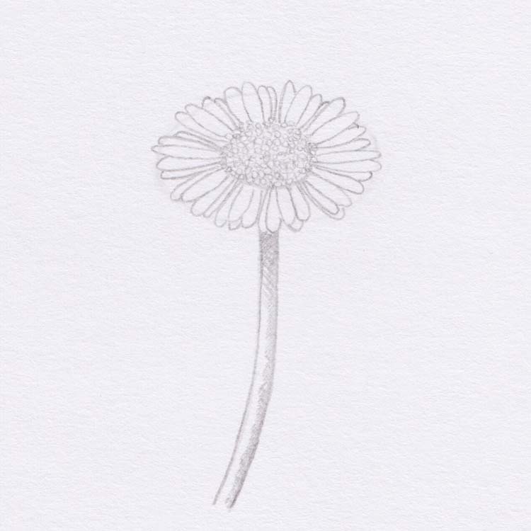 Зарисовка: рисование цветка