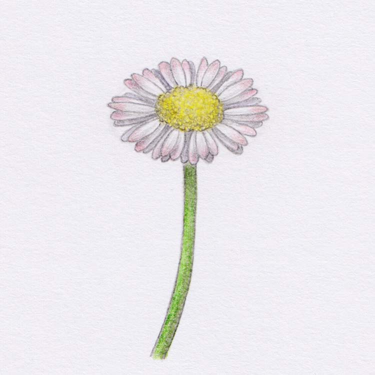 Рисунок цветка