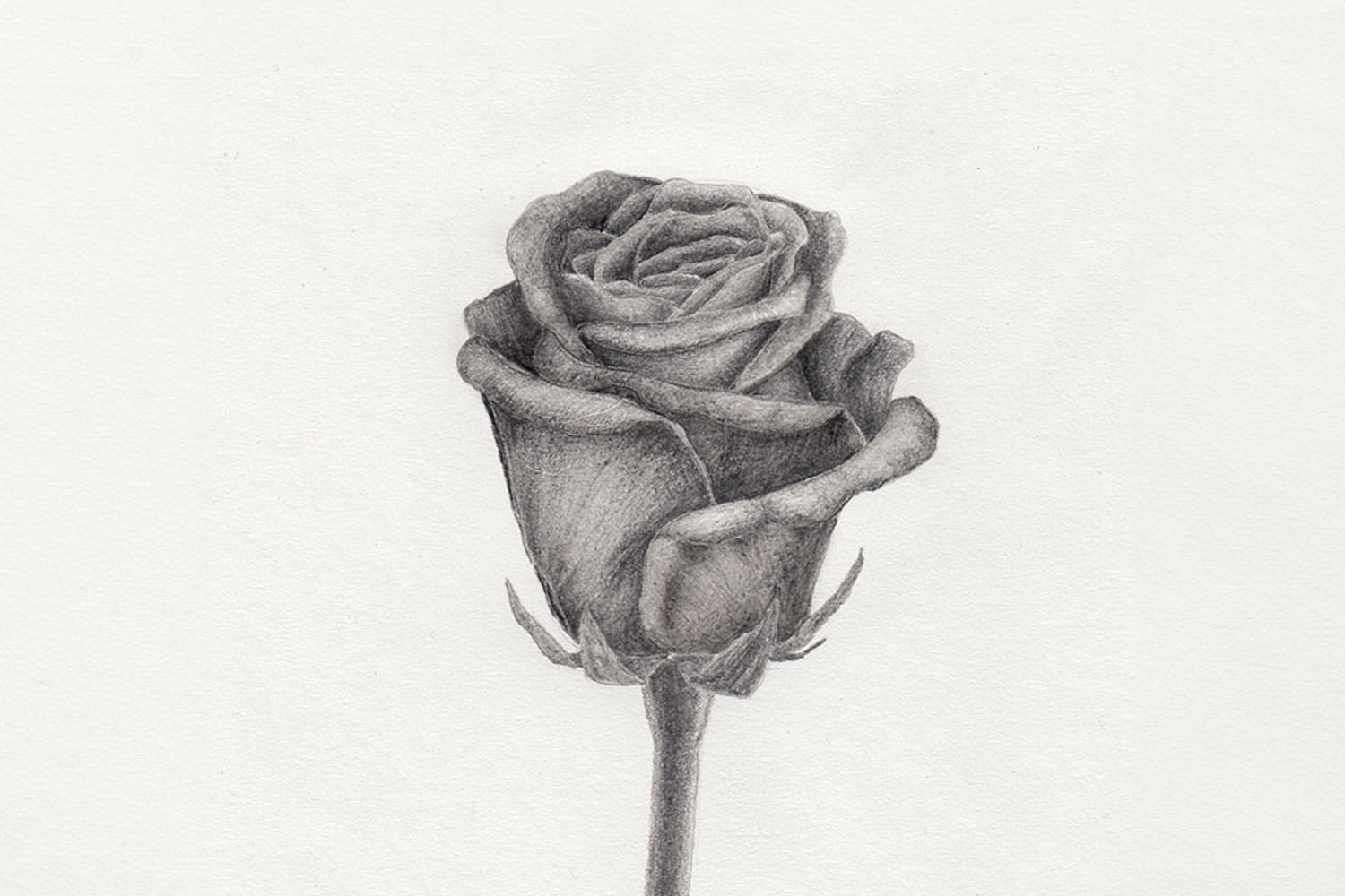 Rose zeichnen mit Bleistift