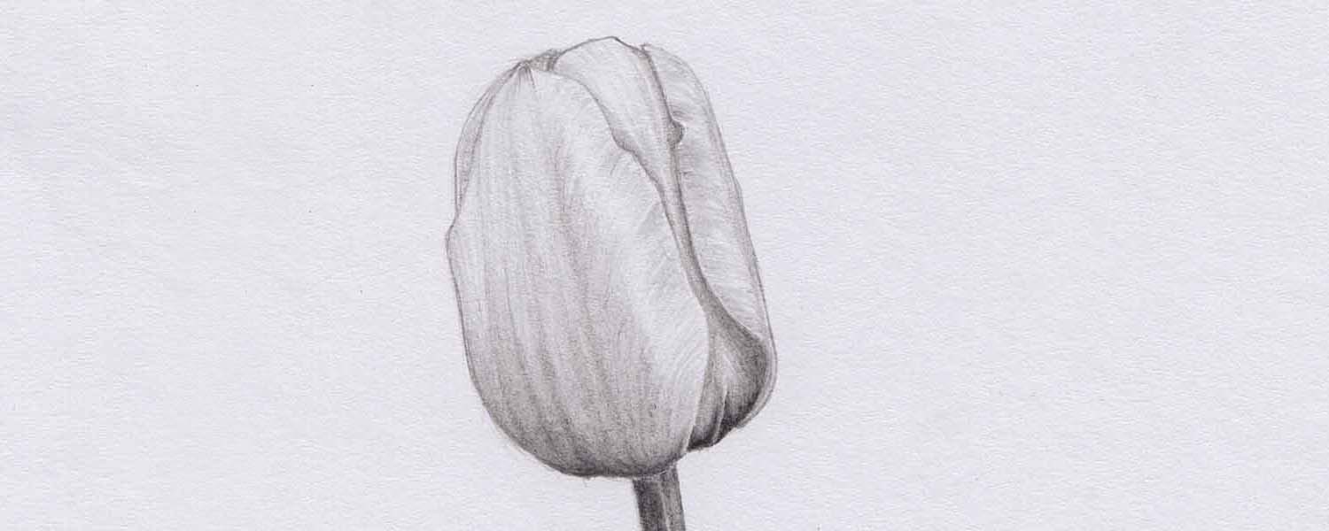 Tulpe zeichnen mit Bleistift