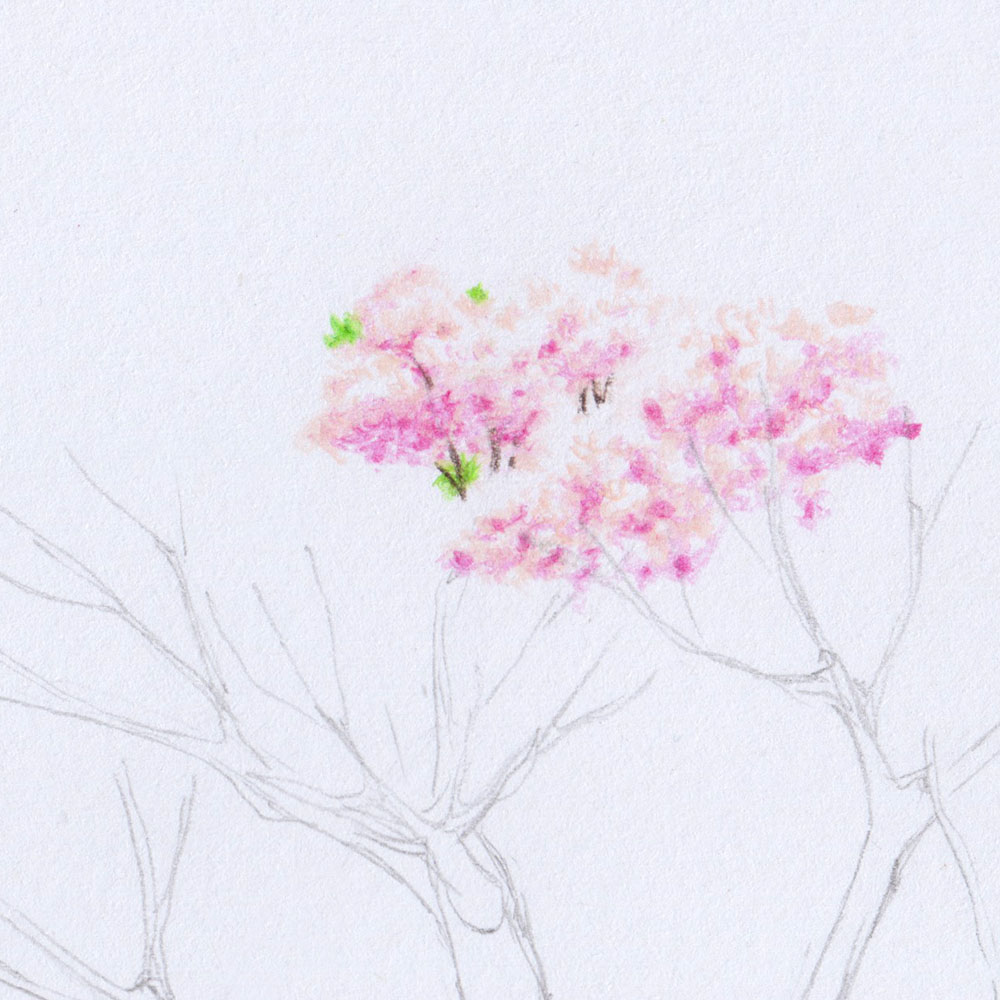 Drawing a Cherry Blossom Tree (Sakura) with Colored Pencils Step by Step