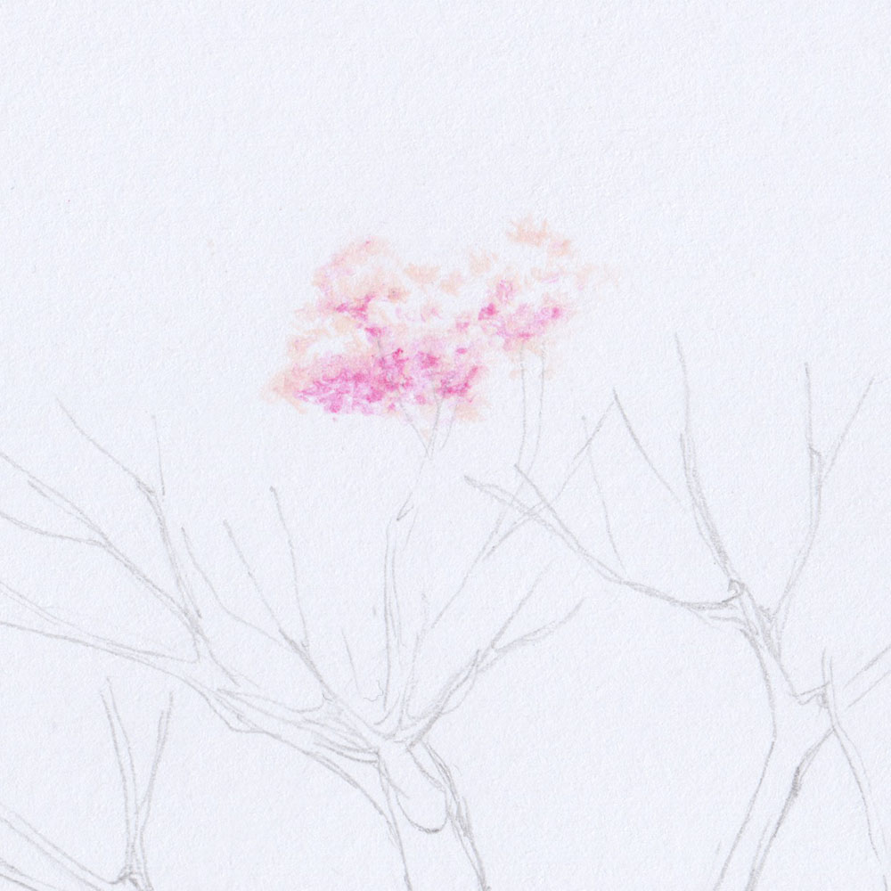 Kirschblüten am Kirschblütenbaum zeichnen mit Buntstiften