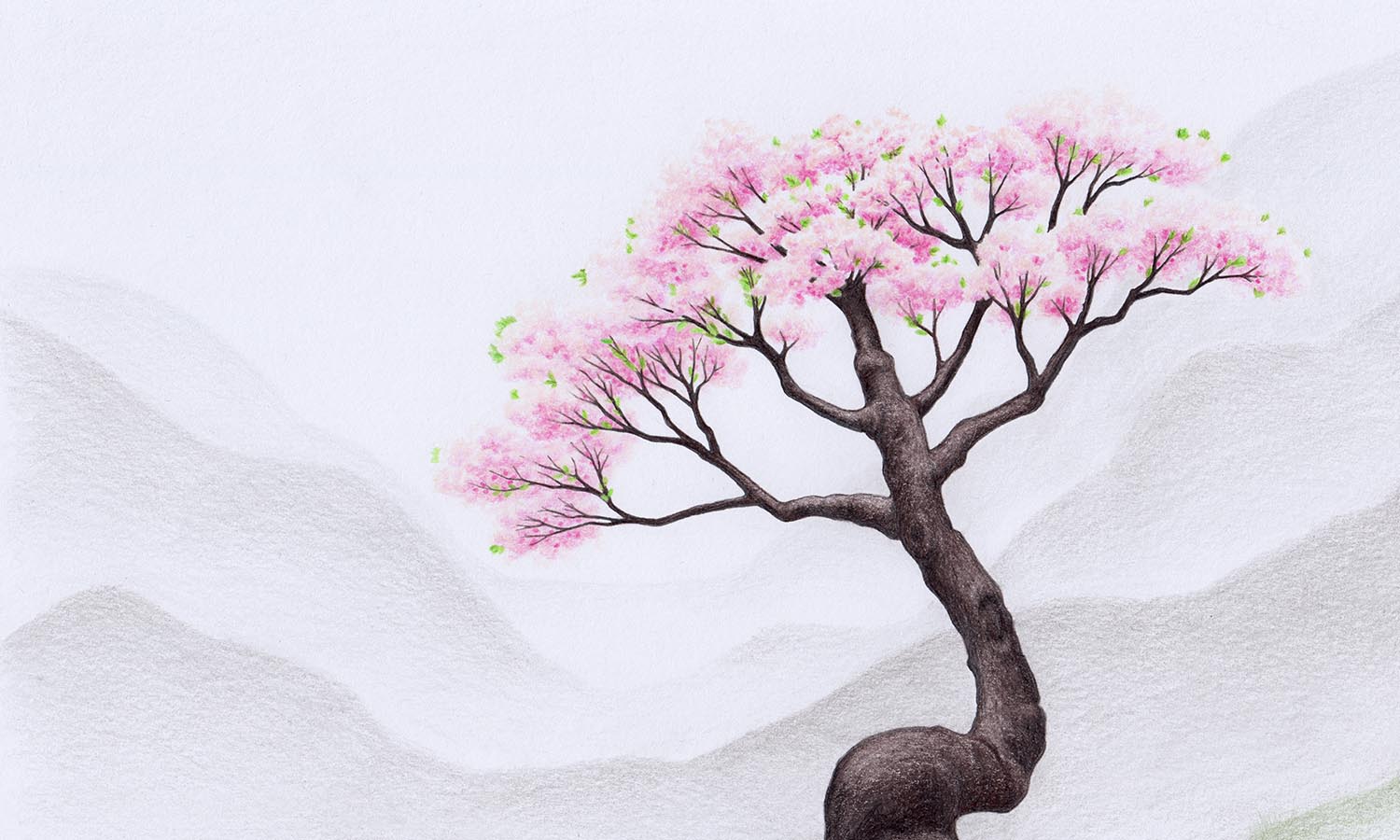 Drawing a Cherry Blossom Tree