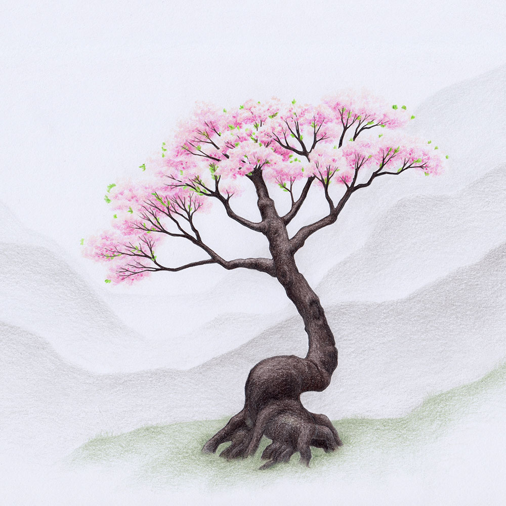 Zeichnung mit Bleistift: Kirschblütenbaum