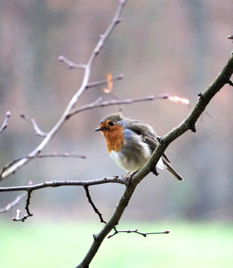 Photo of a Robin in the Forest