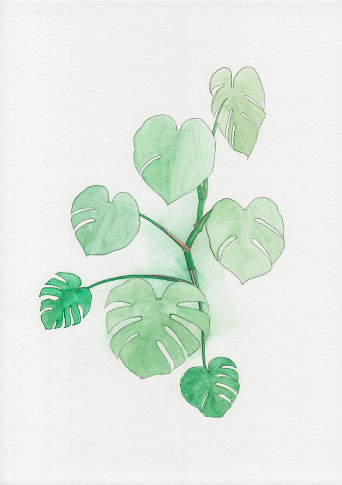 Plant Drawing: Monstera Leaf