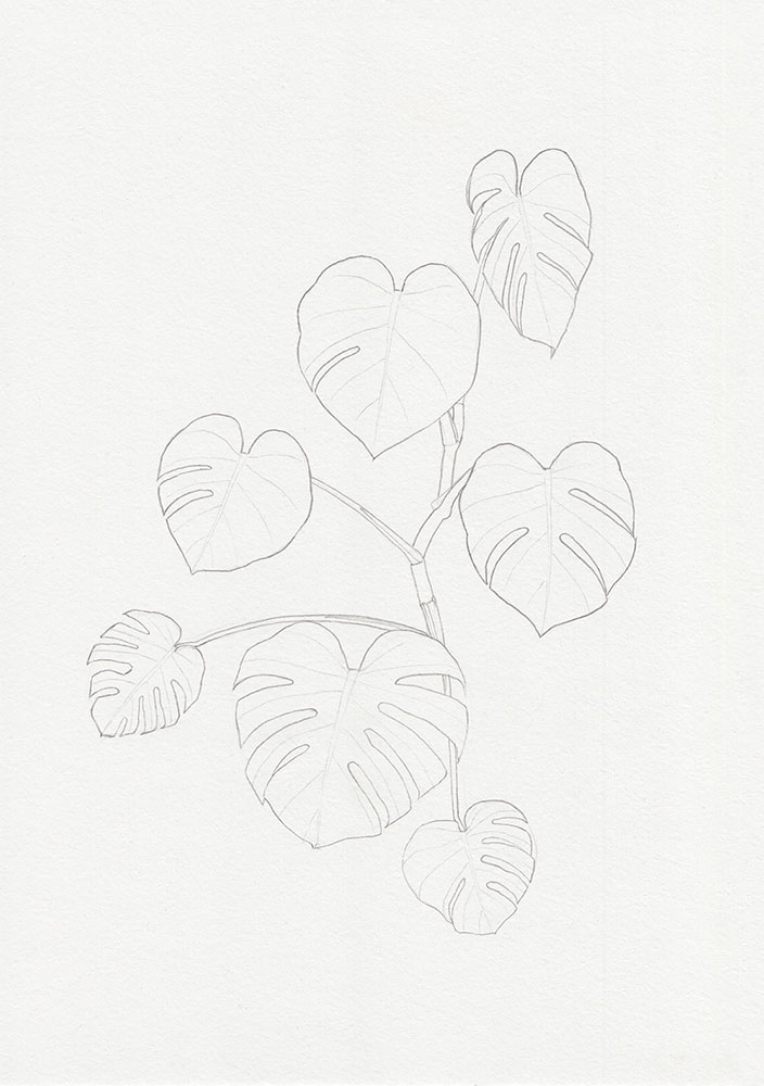 Drawing Plants: Monstera Sketch