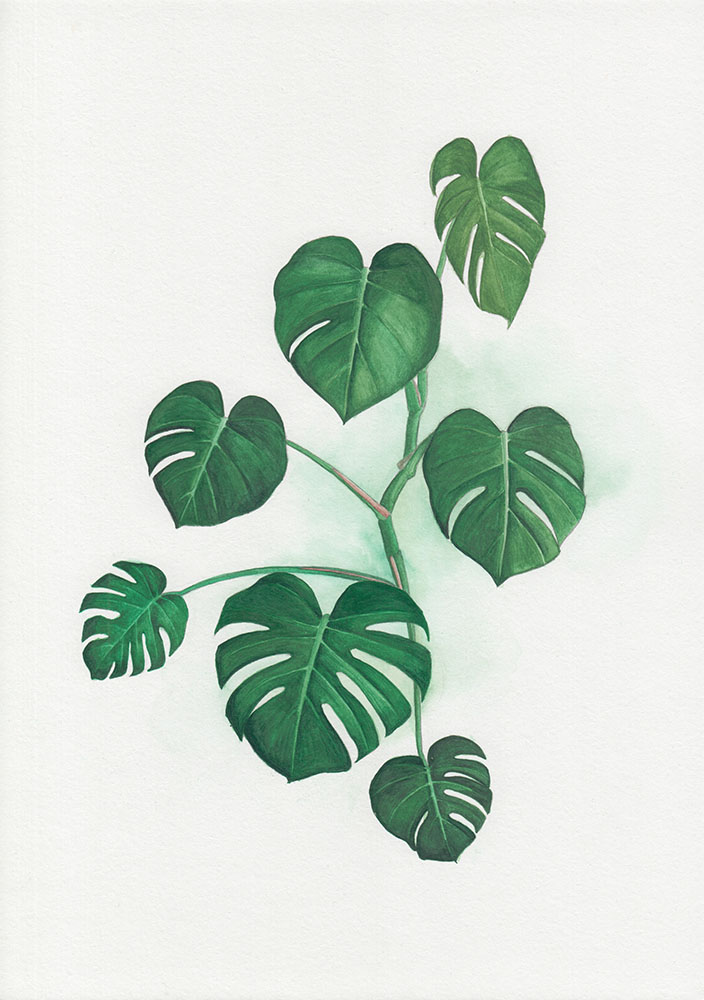 Swiss Cheese Plant Watercolor Painting