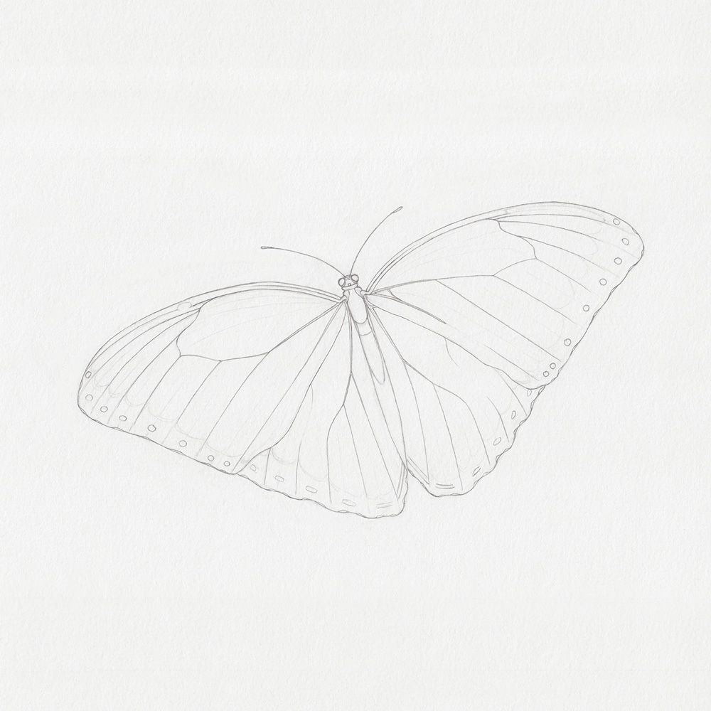 Zeichnung mit Bleistift: Schmetterling