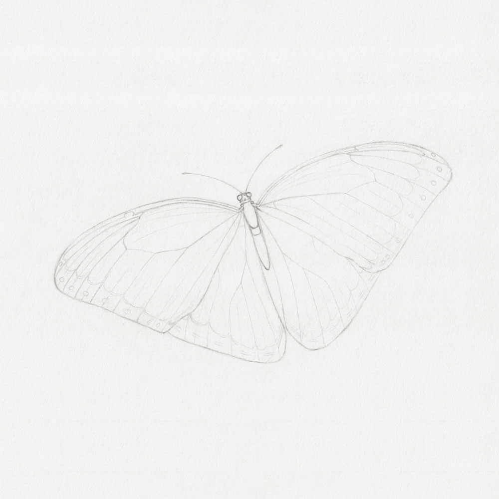 Sketch of a Butterfly