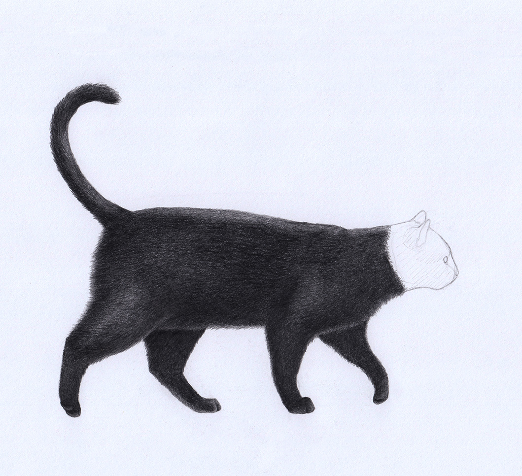 Drawing a Cat: Body