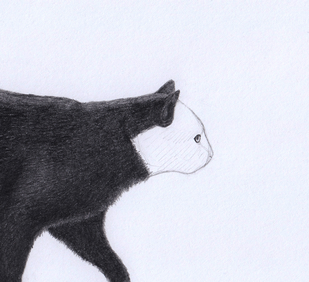 Drawing a Cat: Ears
