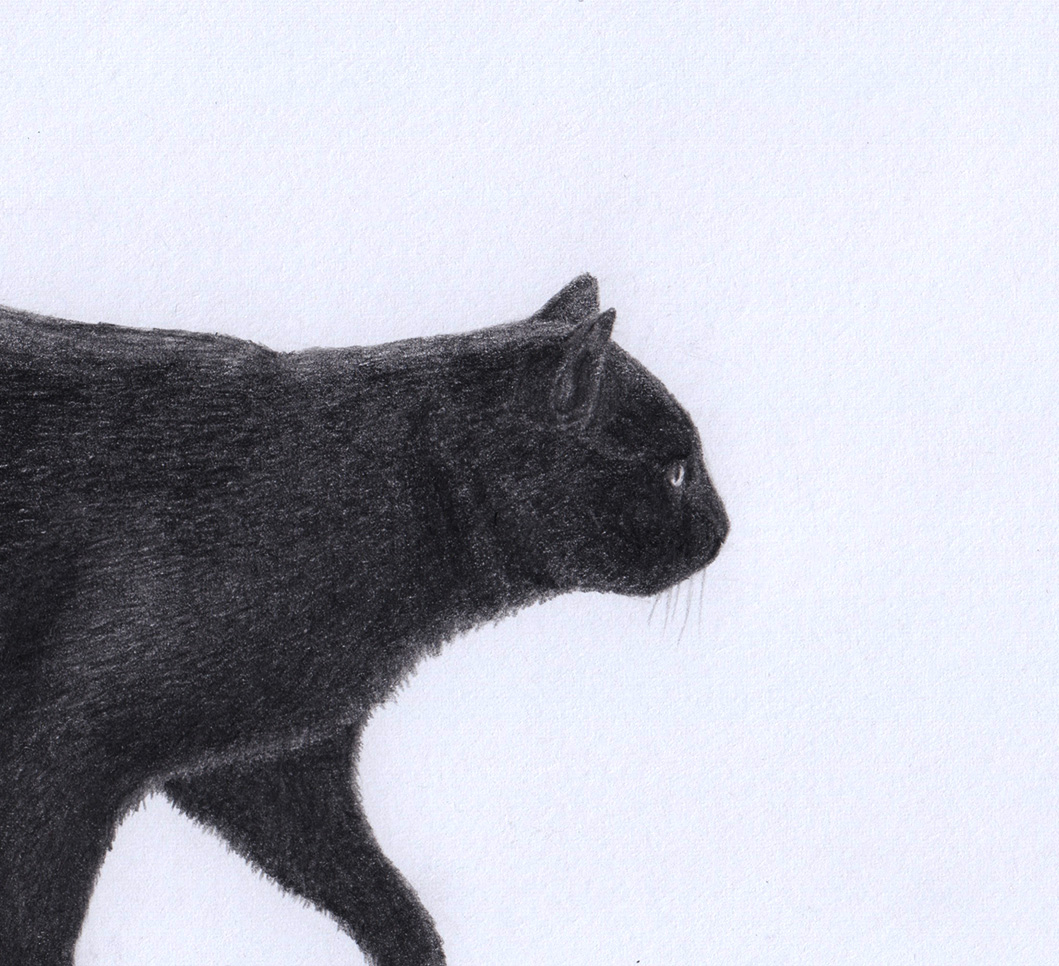 Drawing a Cat: Body 