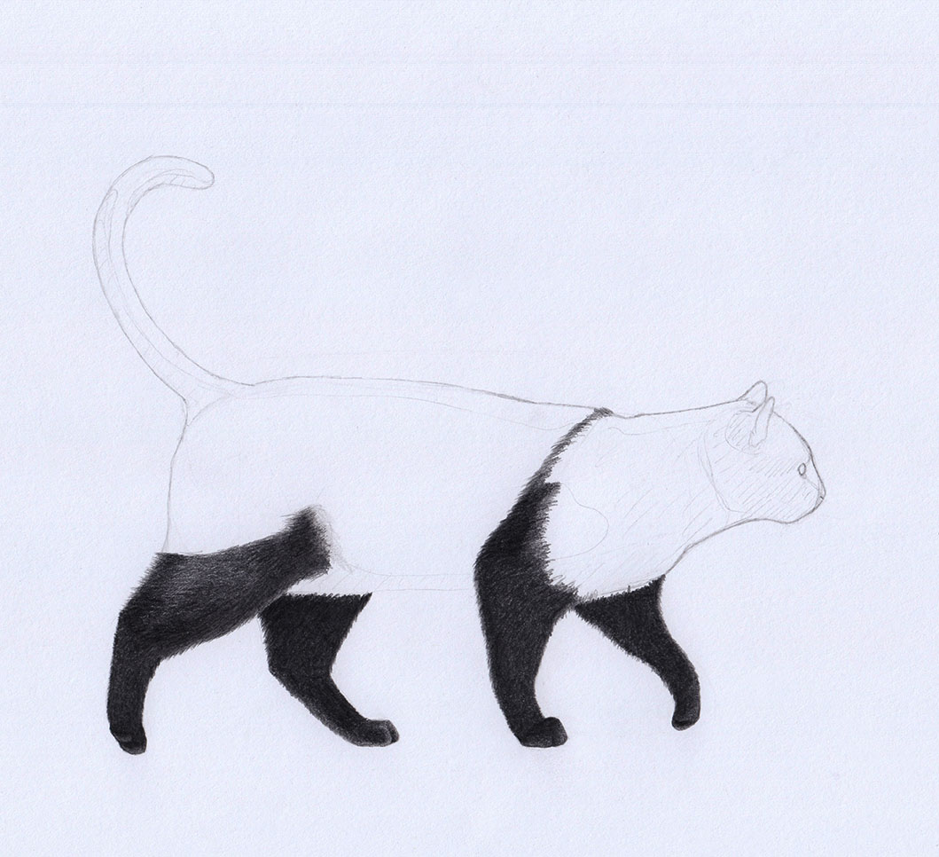 Drawing a Cat: Legs