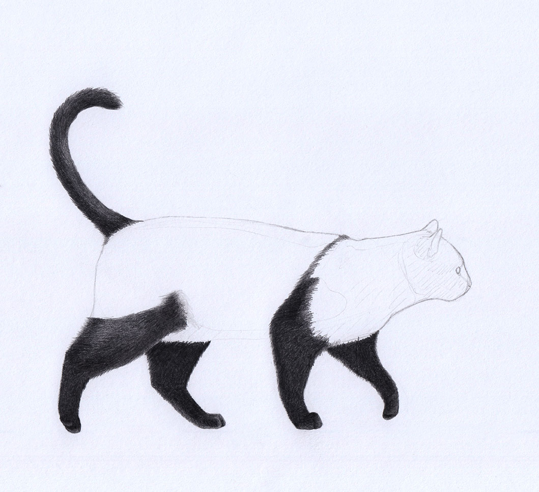 Drawing a Cat: Tail