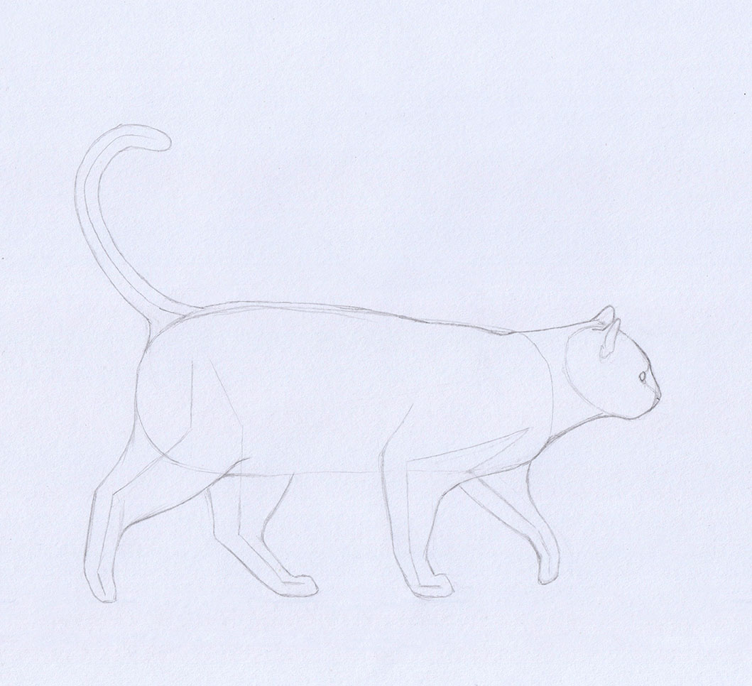 Drawing a cat: Sketch