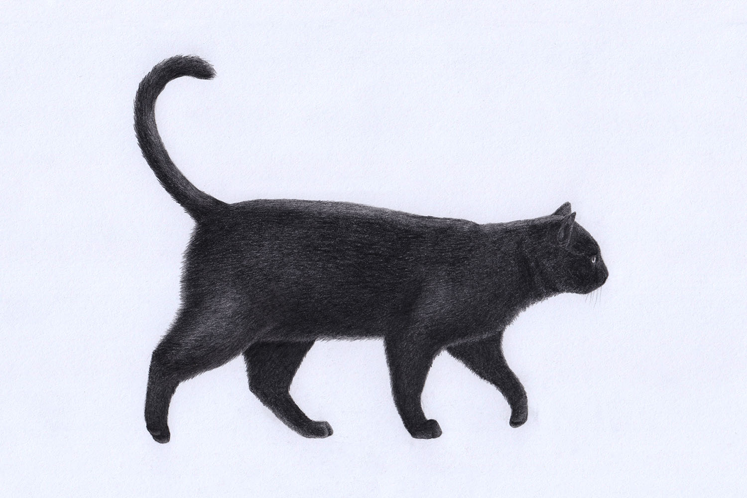 Drawing a realistic Cat