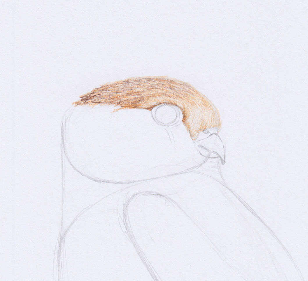 Falke zeichnen: Kopf