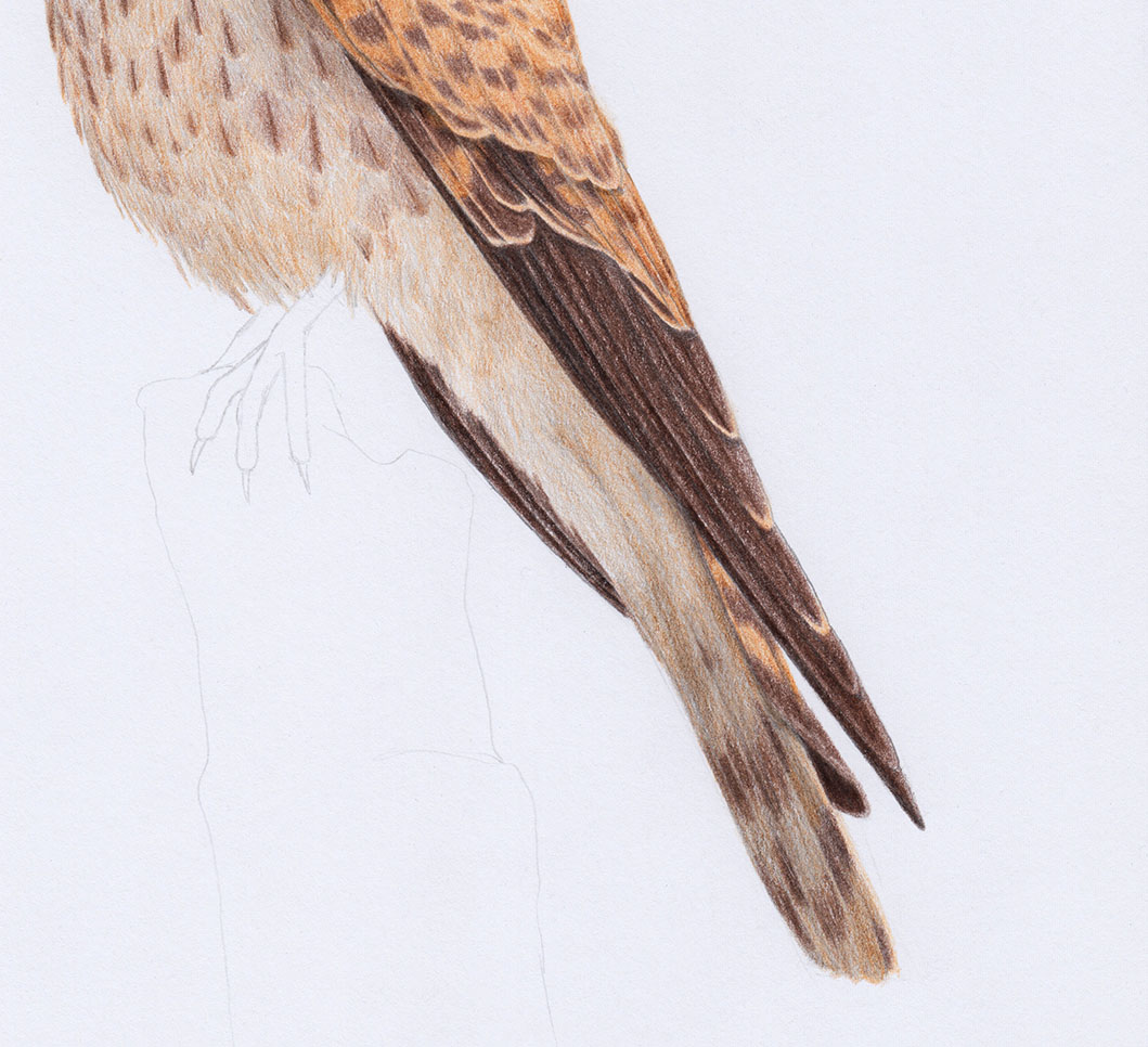 Falke zeichnen: Schwanz