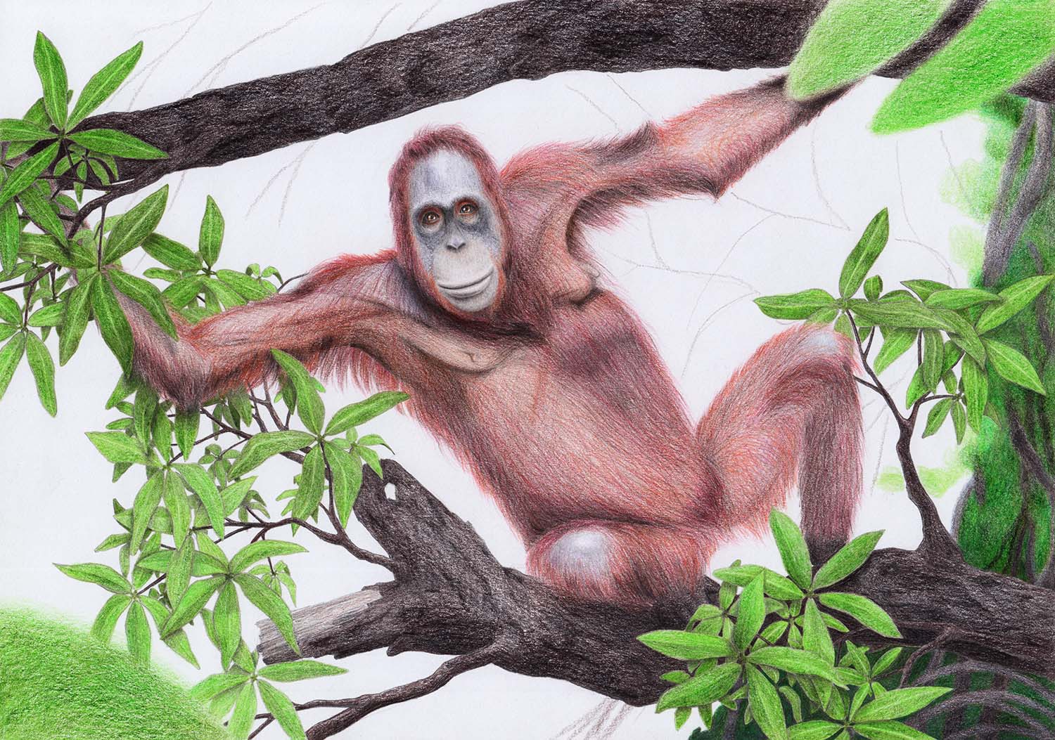 Рисование орангутана – фон