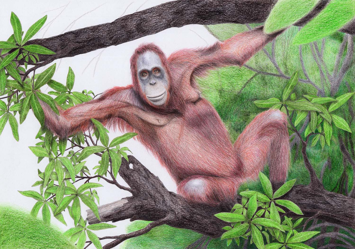 Рисование орангутана – фон