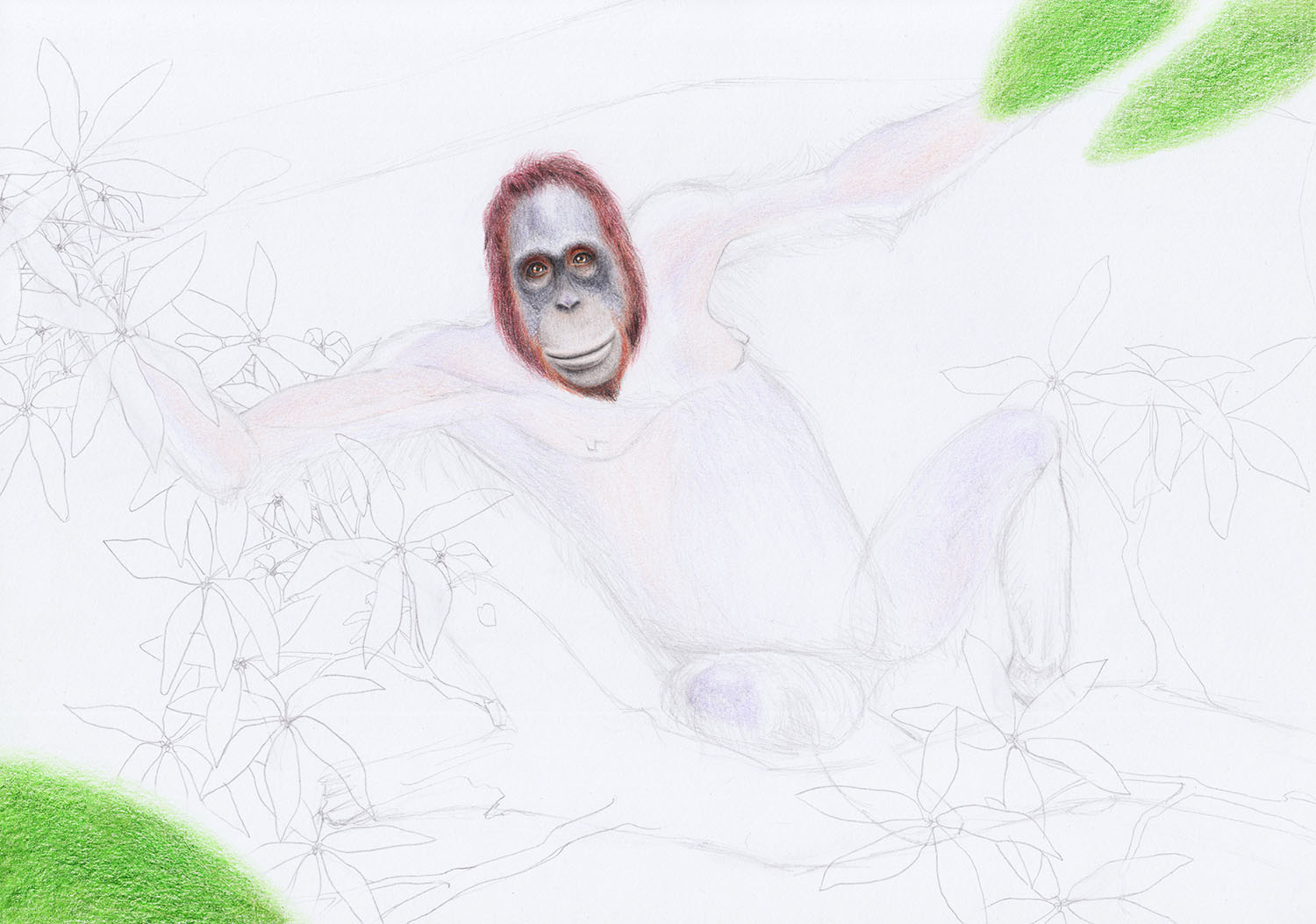Рисование тела орангутанга
