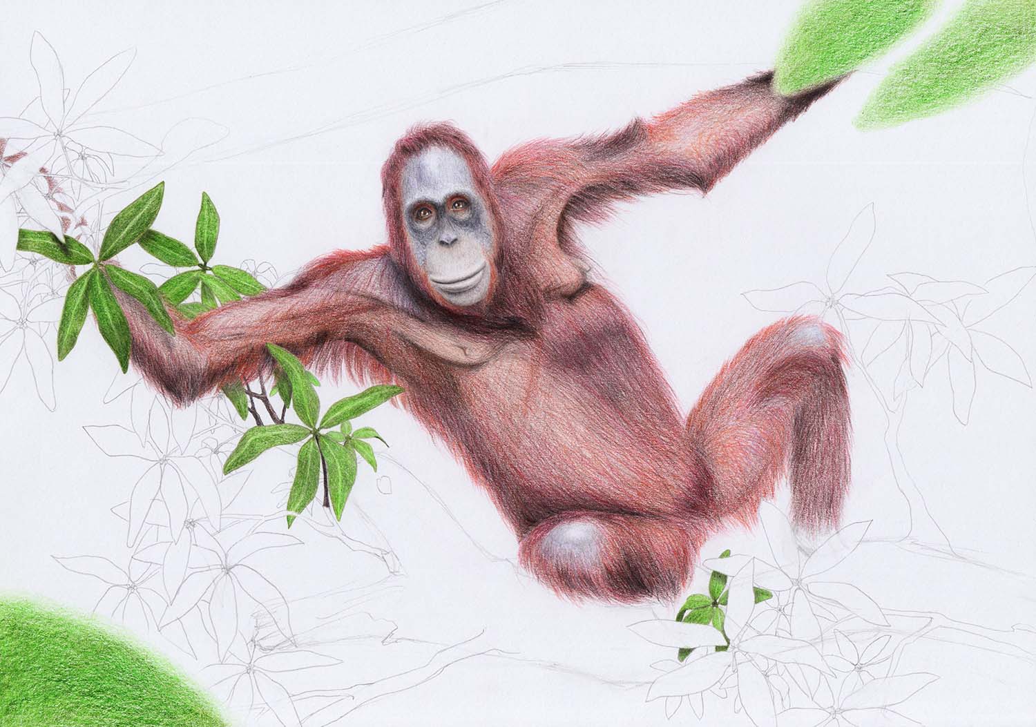 Рисование тела орангутанга