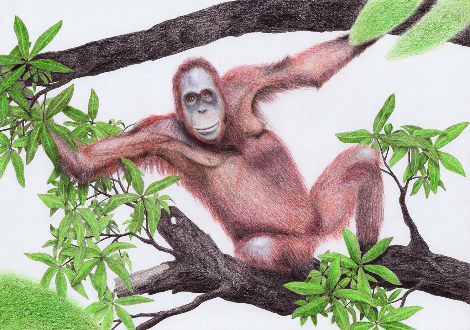 Рисование листьев и веток