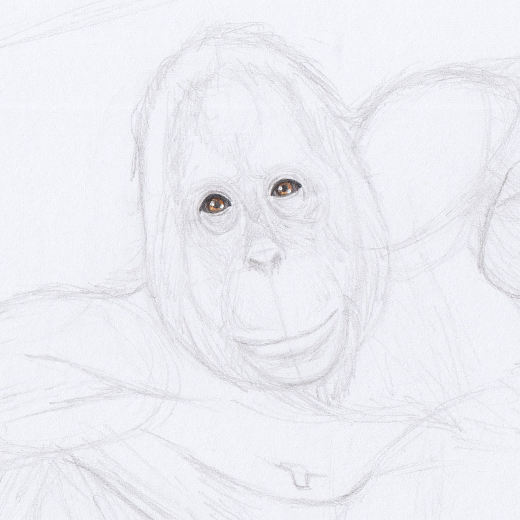 Рисование глаз орангутанга
