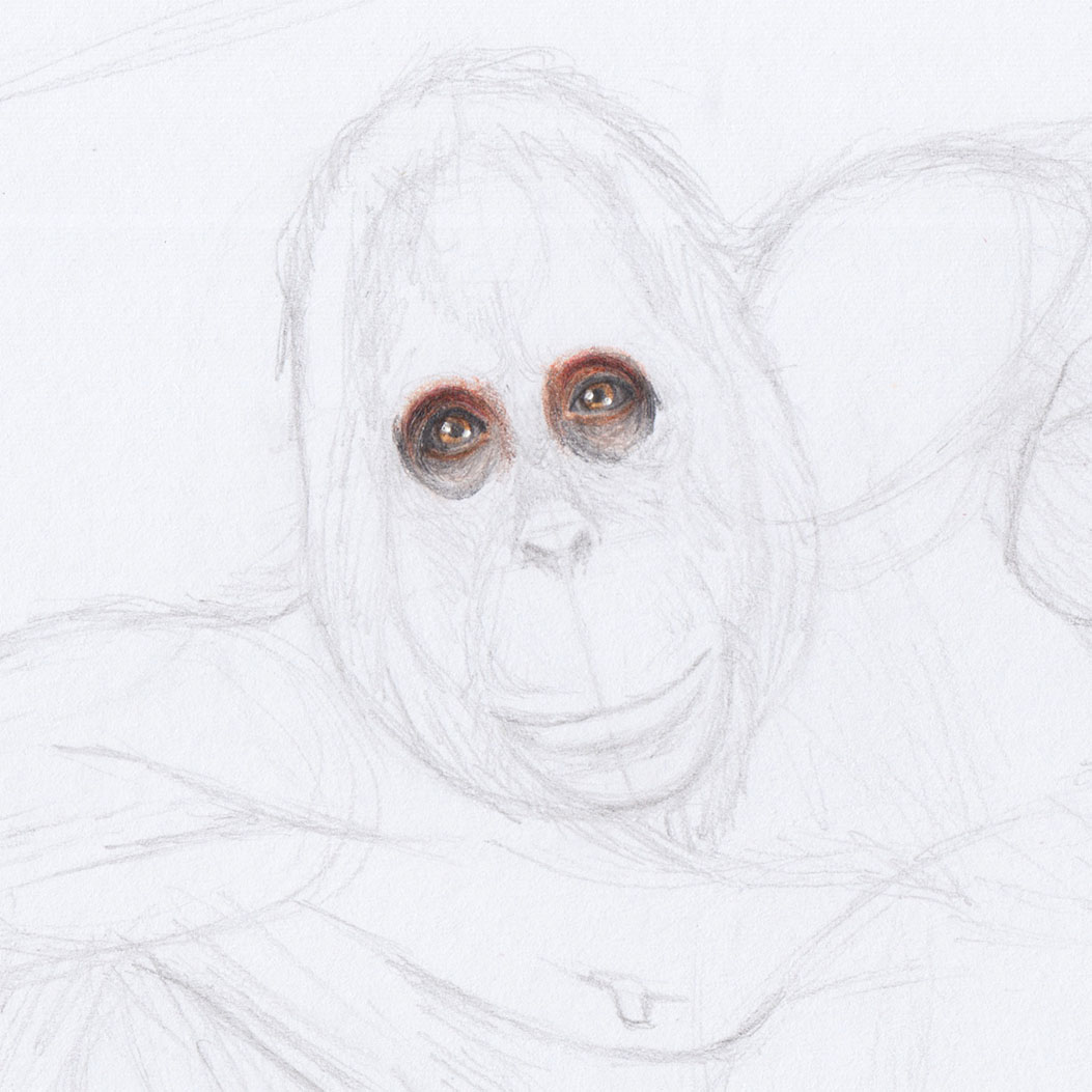 Рисование глаз орангутанга
