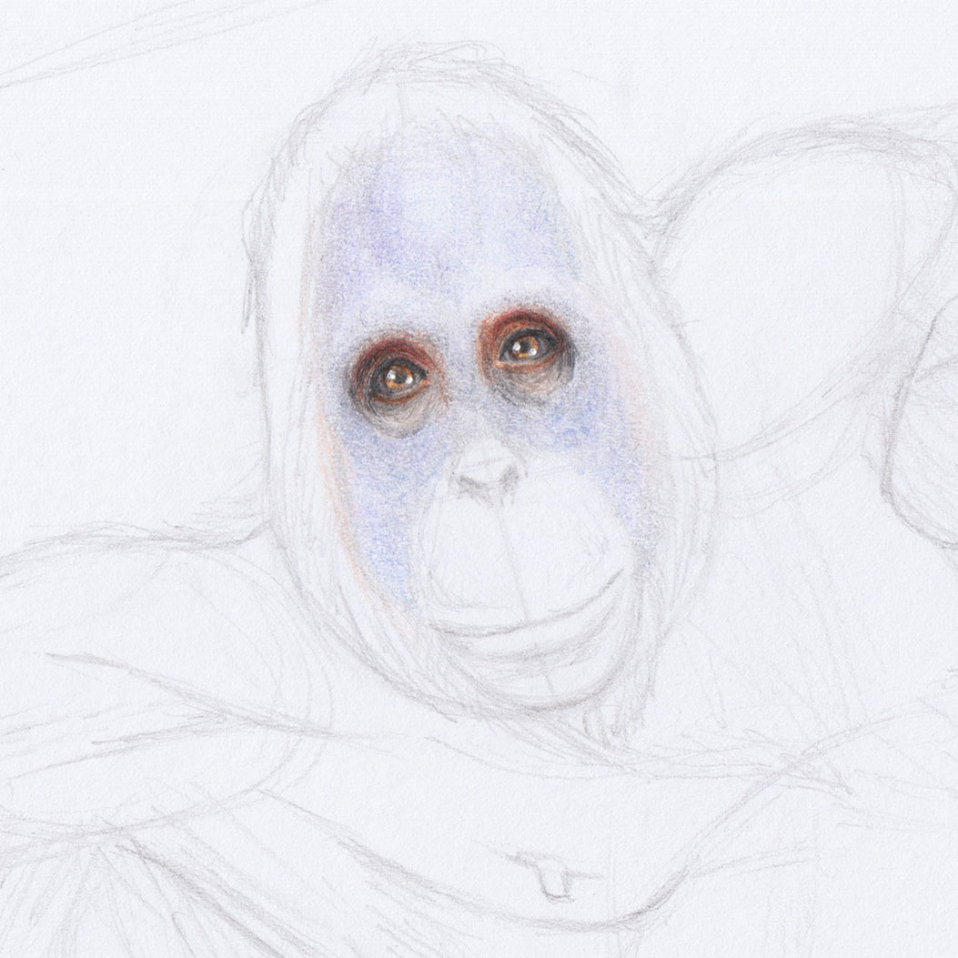 Рисование кожи лица орангутанга