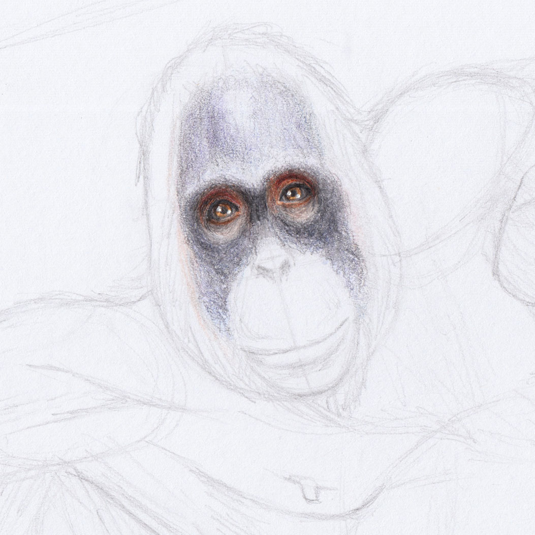 Рисование кожи лица орангутанга