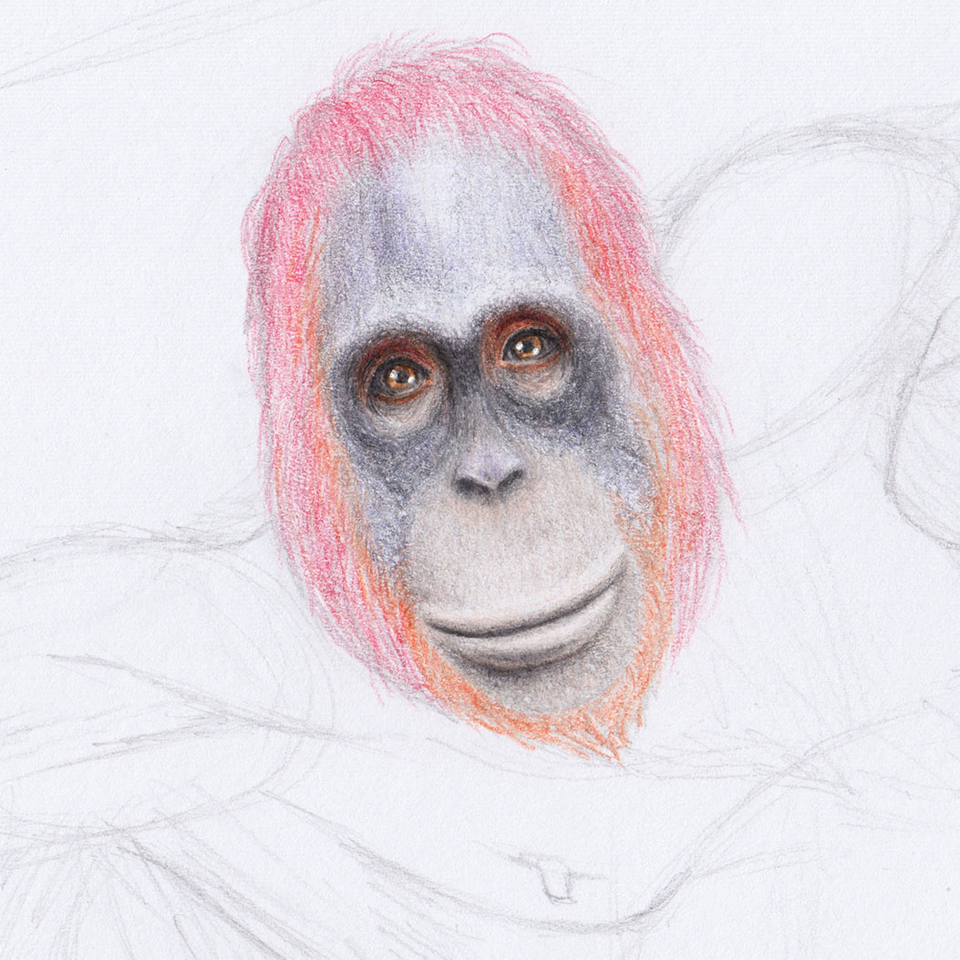 Рисование волос на голове орангутанга