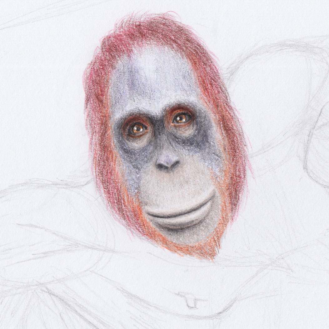 Рисование волос на голове орангутанга