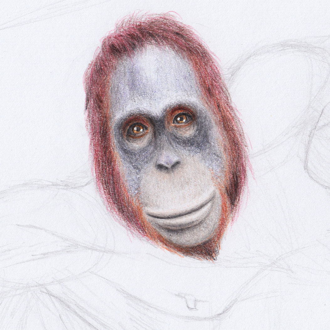 Рисование волос на голове орангутанга