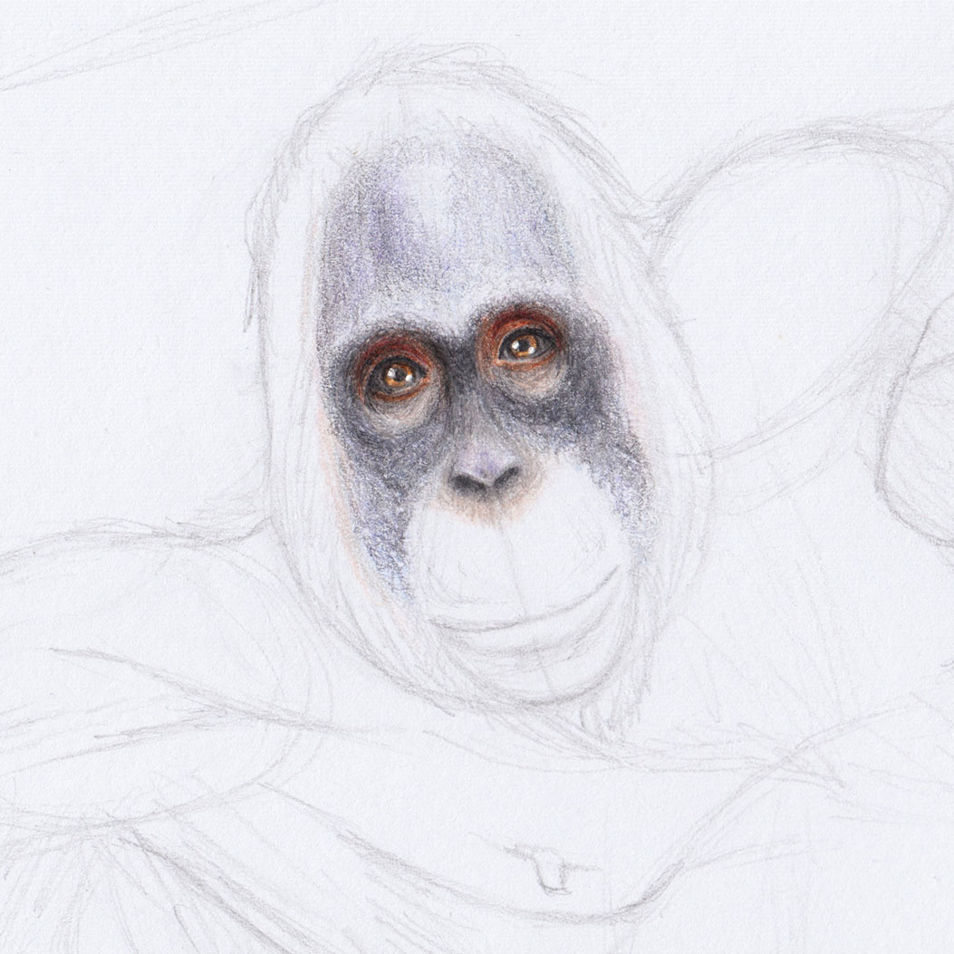 Рисование носа орангутанга