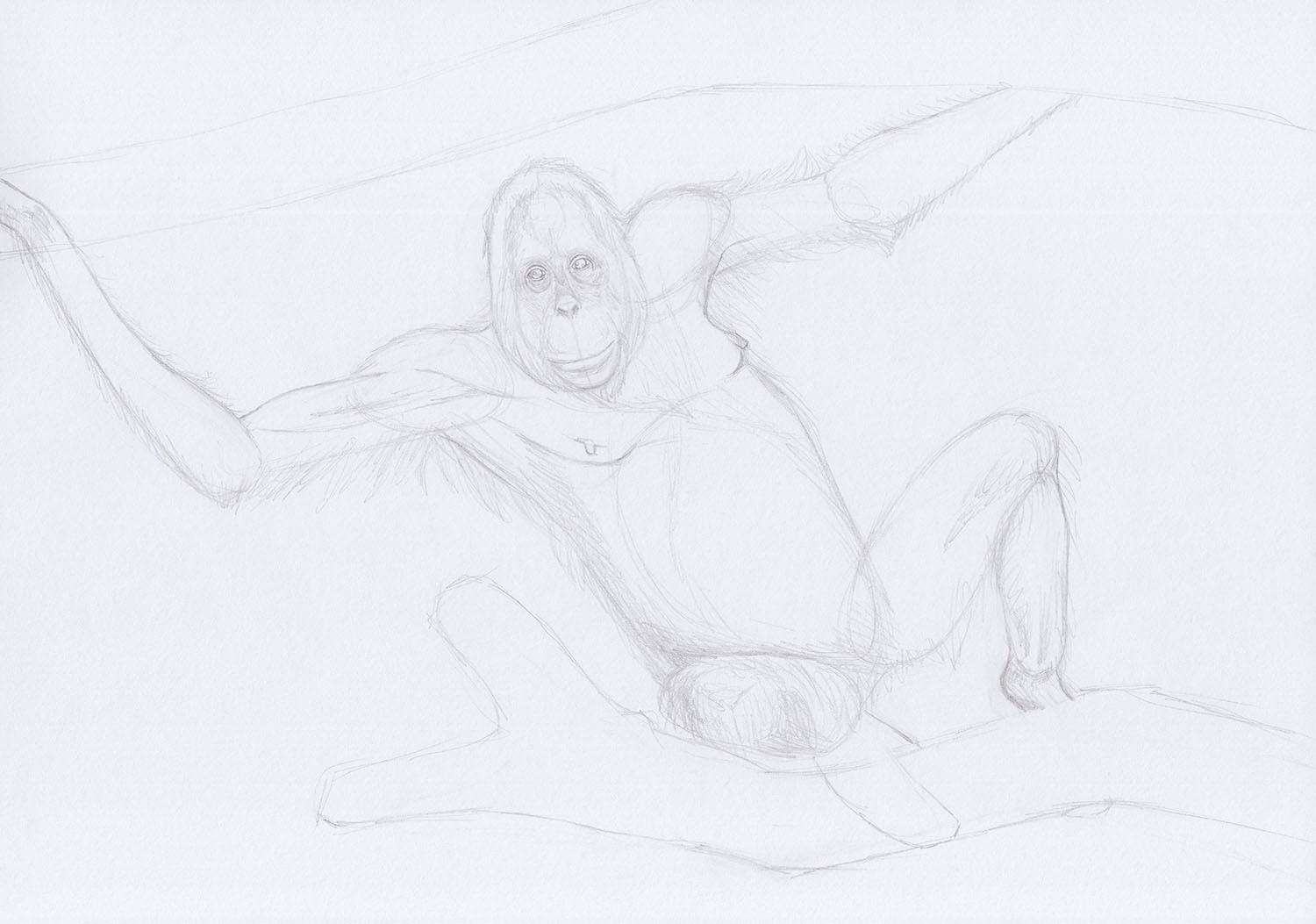 Рисование детализированного наброска орангутанга