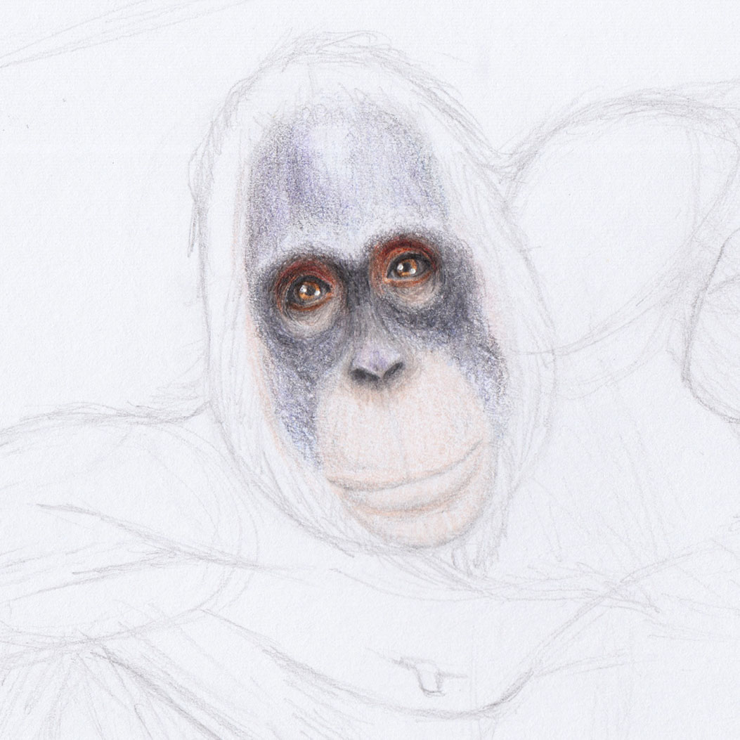Рисование морды орангутанга