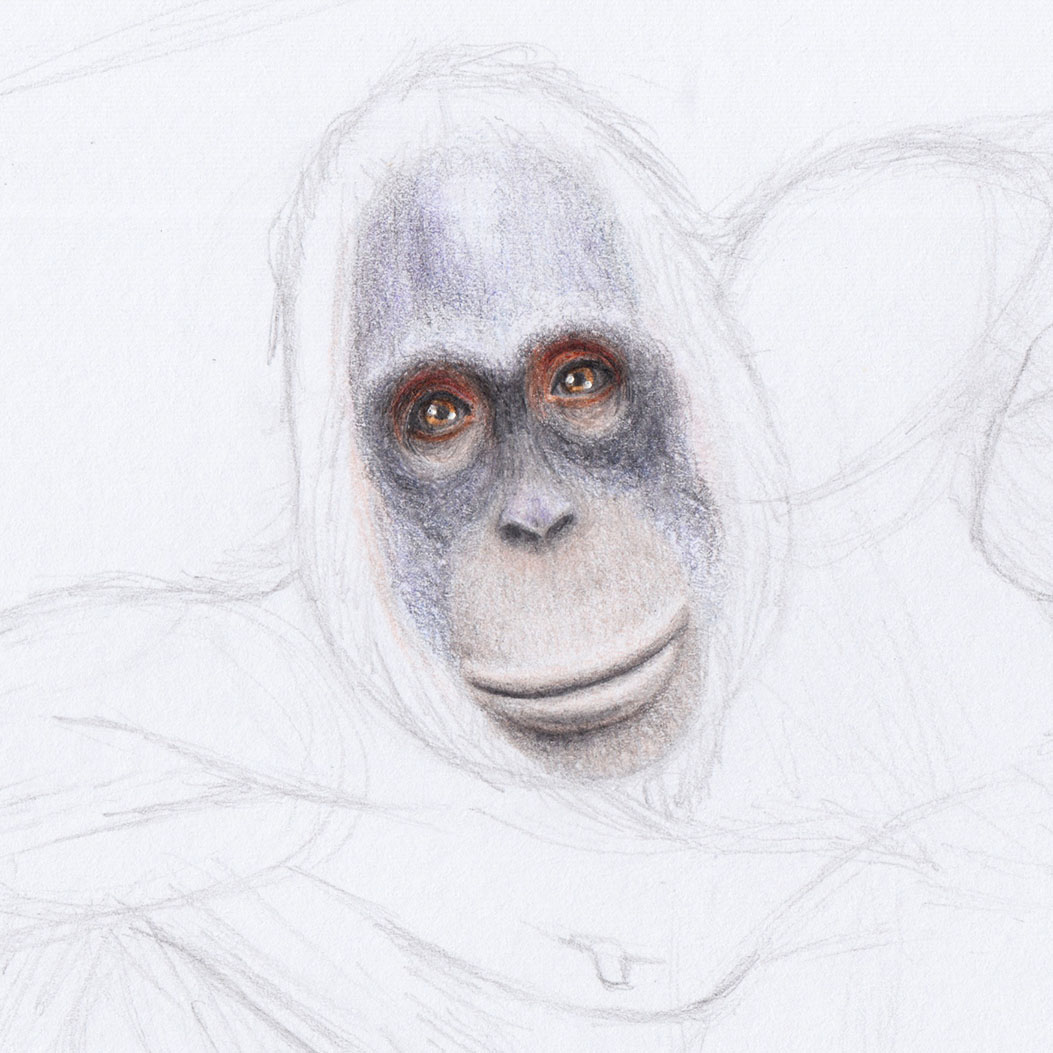 Рисование морды орангутанга