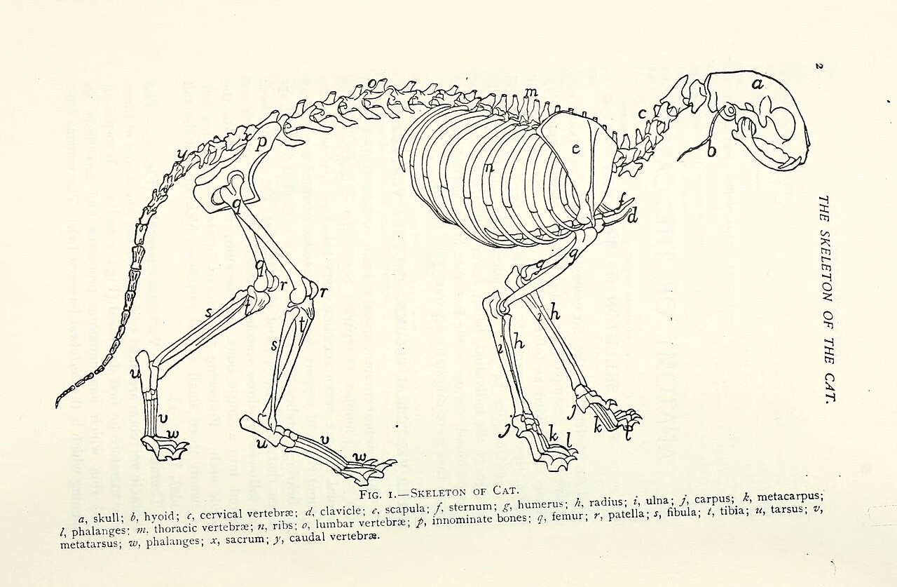 Anatomie: Körper einer Katze