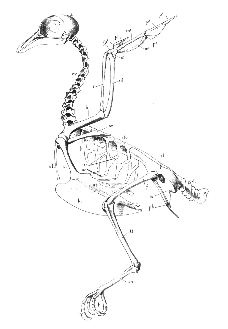 Skelett eines Vogels