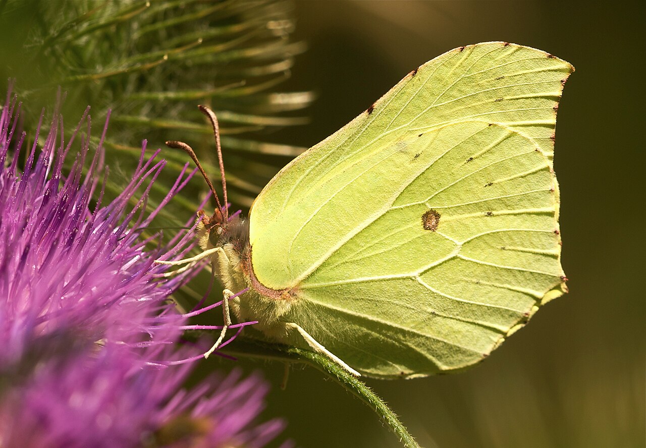 Zitronenfalter mit schwefelgelben, spitz zulaufenden Flügeln