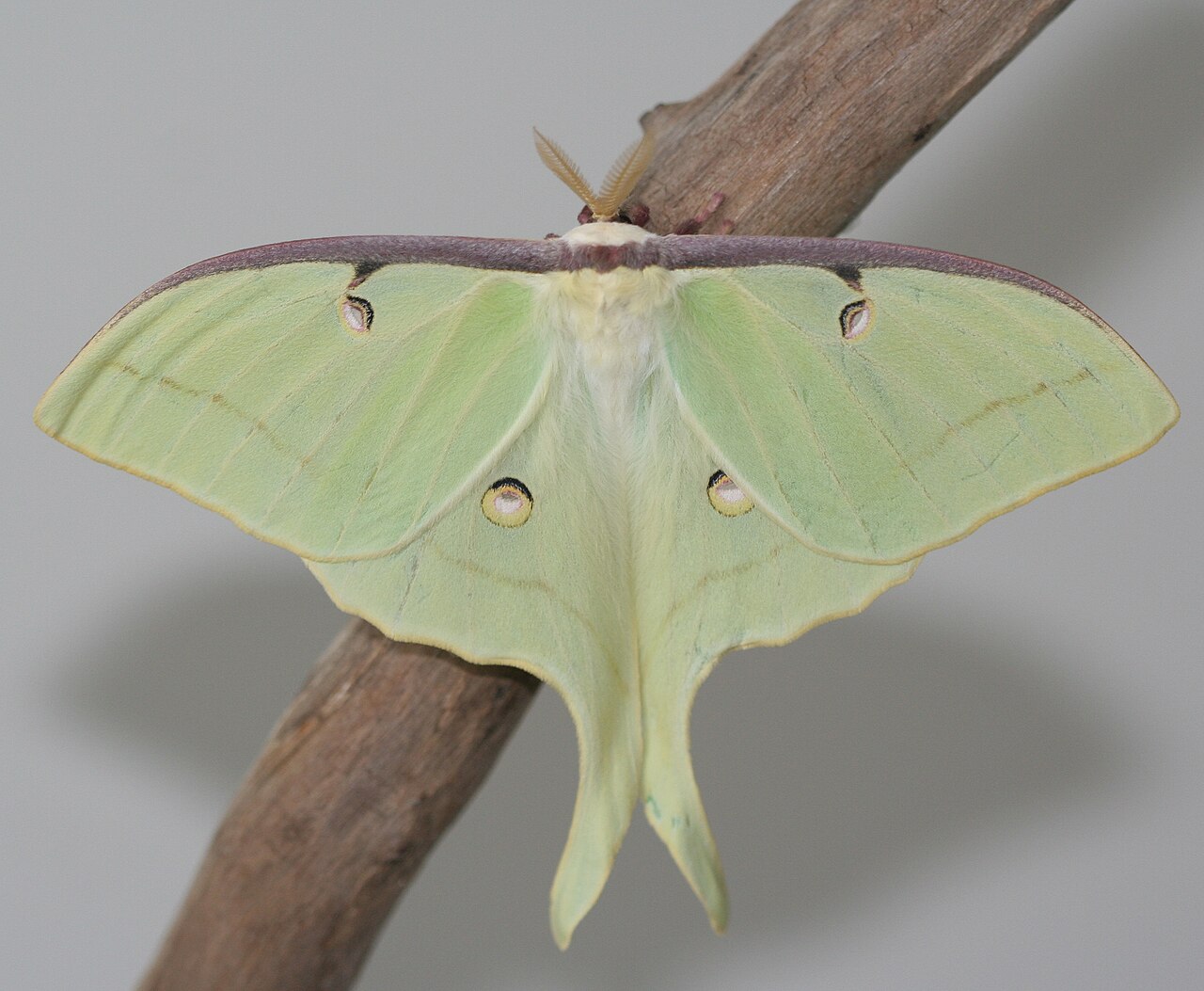 Actias luna, ein mintgrüner Nachtfalter mit langen Hinterflügel-Fortsätzen